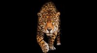 Wild Cat Jaguar HD2343012296 200x110 - Wild Cat Jaguar HD - Wild, Jaguar, Hungry, Cat
